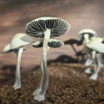 A close-up of panaeolus cyanescens Huasteca, Mexico's gills. The mushroom has a tall, slender stipe and large cap. The background is softly blurred, with wooden planks adding a rustic touch to the scene.