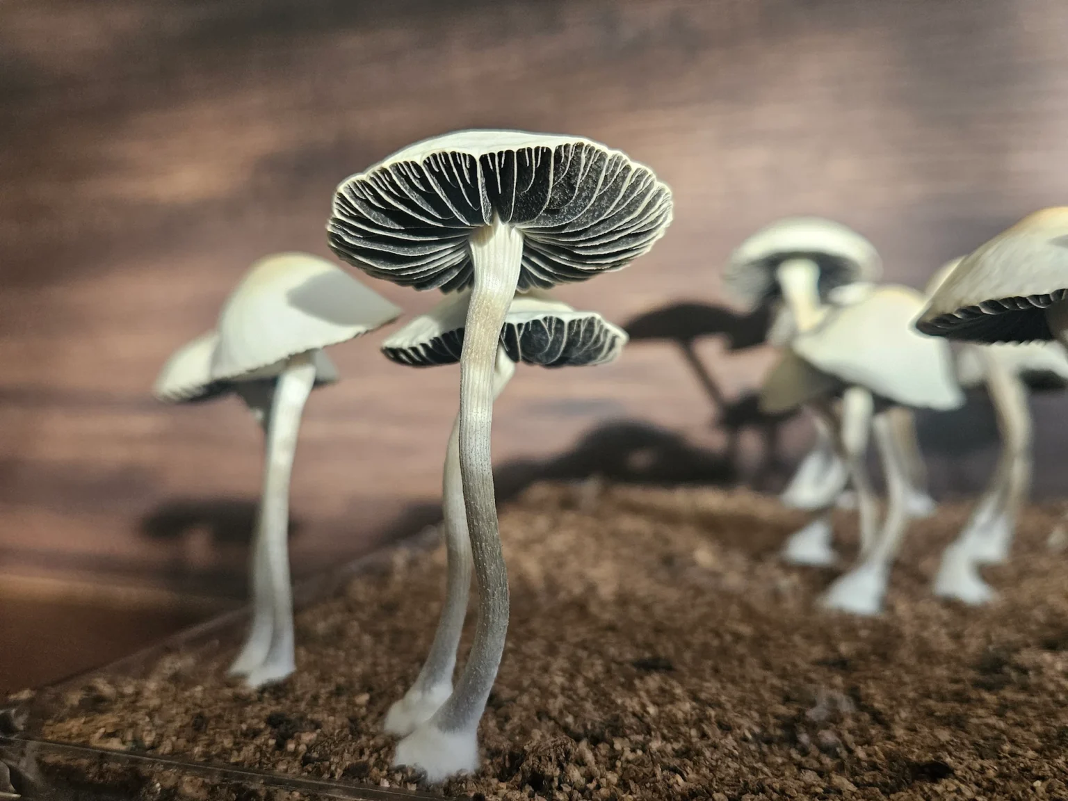 A close-up of panaeolus cyanescens Huasteca, Mexico's gills. The mushroom has a tall, slender stipe and large cap. The background is softly blurred, with wooden planks adding a rustic touch to the scene.