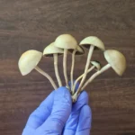 A hand wearing a blue glove holds a cluster of six small, panaeolus cyanescens mushrooms from Huasteca, Mexico with long, thin stems and rounded caps. The background is a textured, dark wooden surface.