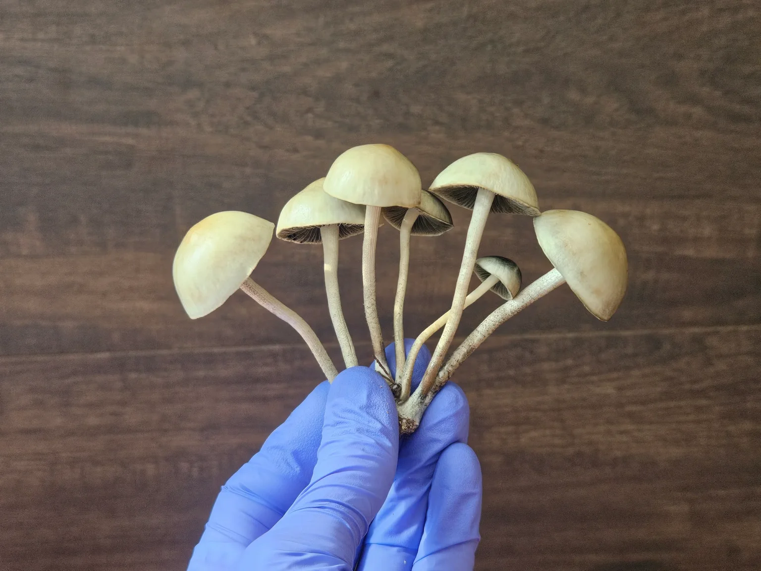 A hand wearing a blue glove holds a cluster of six small, panaeolus cyanescens mushrooms from Huasteca, Mexico with long, thin stems and rounded caps. The background is a textured, dark wooden surface.