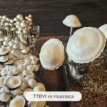 A close-up photo showcases TTBVI next to Huasteca, Mexico panaeolus cyanescens. The left container (TTBVI), features smaller, denser mushrooms while the right (Huasteca, Mexico), has larger, more sparsely spaced mushrooms. A label at the bottom reads "TTBVI vs Huasteca.