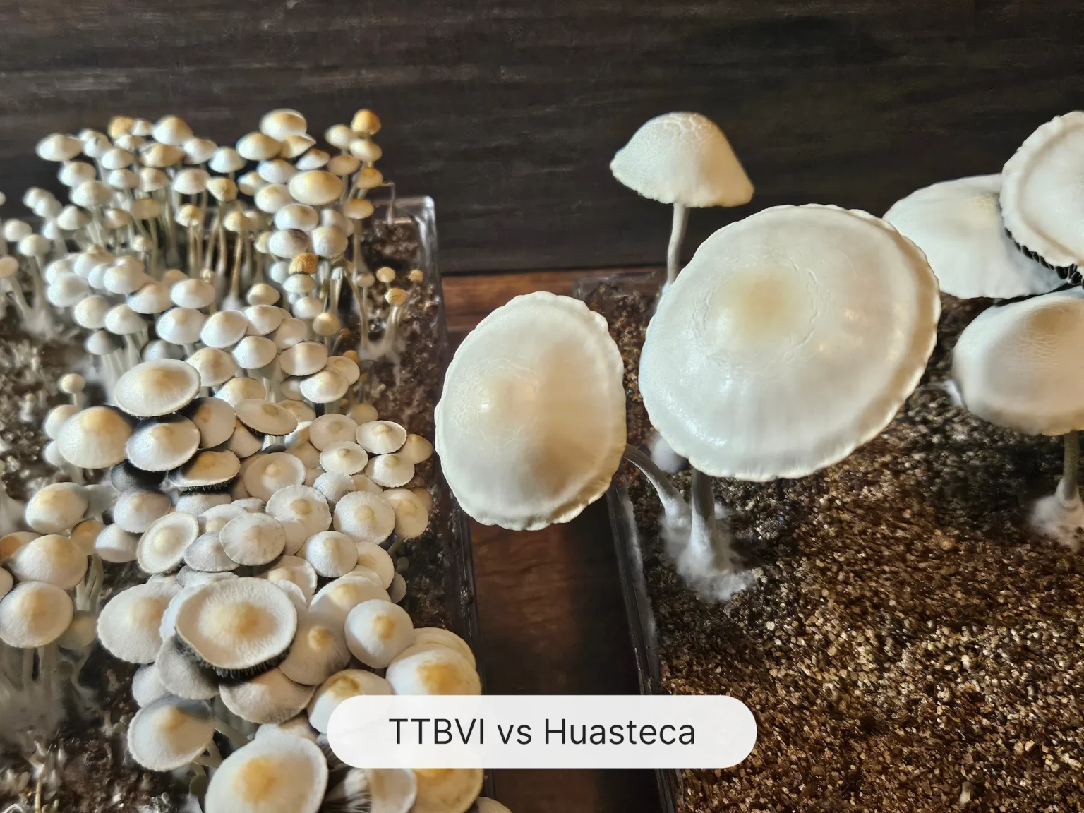 A close-up photo showcases TTBVI next to Huasteca, Mexico panaeolus cyanescens. The left container (TTBVI), features smaller, denser mushrooms while the right (Huasteca, Mexico), has larger, more sparsely spaced mushrooms. A label at the bottom reads "TTBVI vs Huasteca.