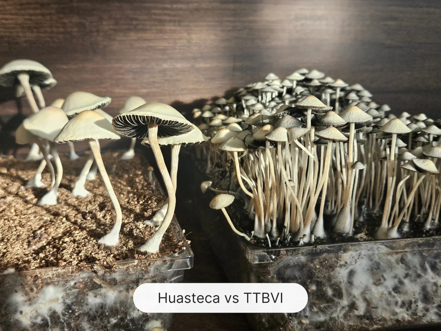 Two clusters of mushrooms are shown. On the left is Huasteca, Mexico with thicker, cream colored stems, broad caps and dark gills. On the right is TTBVI with thinner, denser clusters. A cyan colored label at the bottom reads "Huasteca vs TTBVI.
