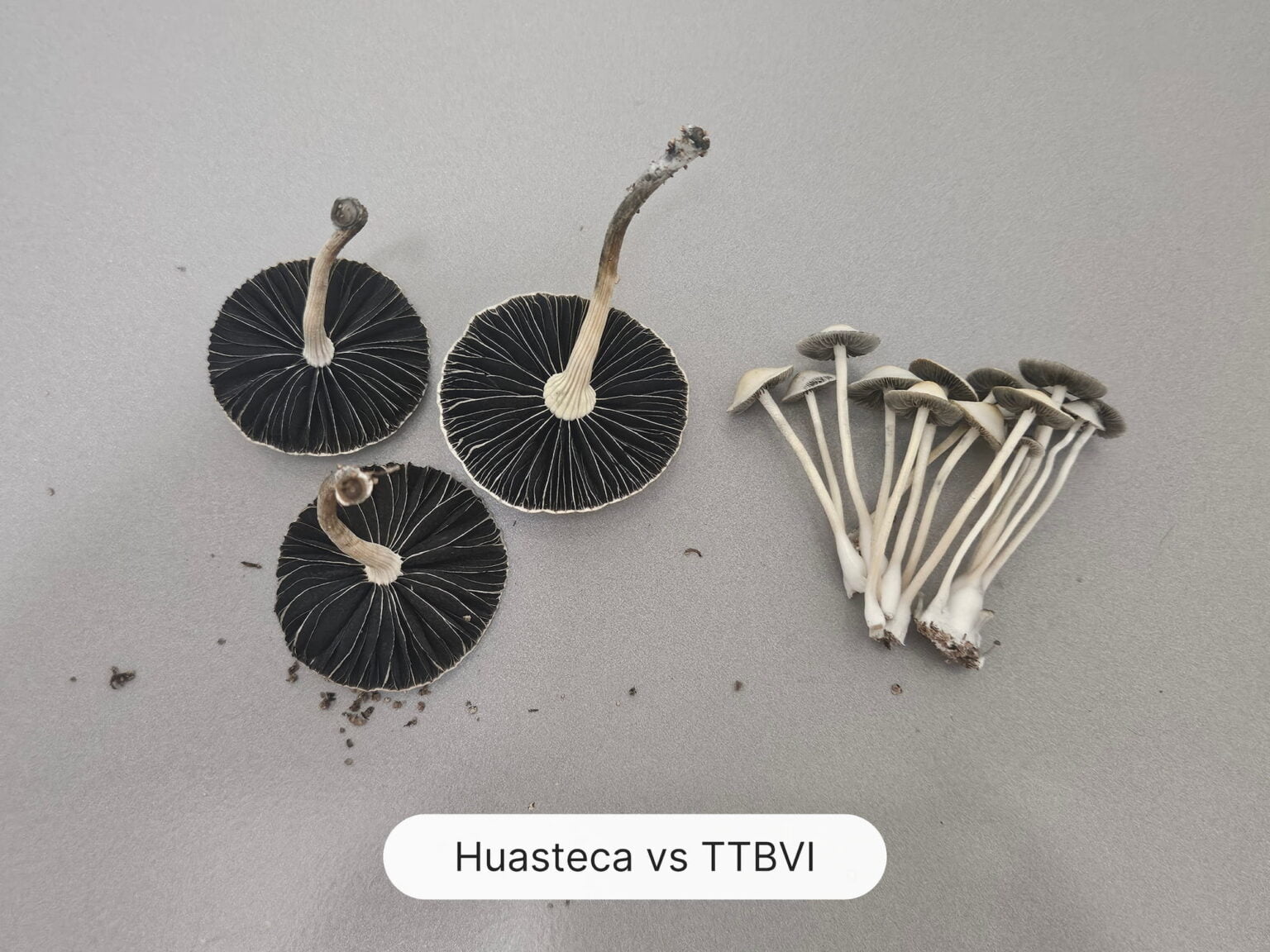 2 groups of mushrooms are displayed on a stainless steel surface. On the left is Huasteca which is considerably larger than the group of TTBVI on the right. A cyan colored label at the bottom reads "Huasteca vs TTBVI.