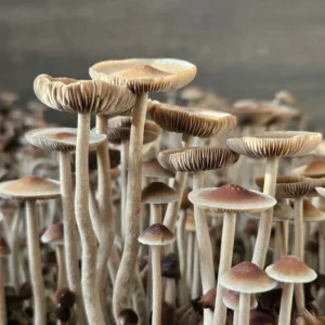 A close-up view of a cluster of Psilocybe Mexicana A mushrooms with slender stems and caps in varying sizes, from small to medium.
