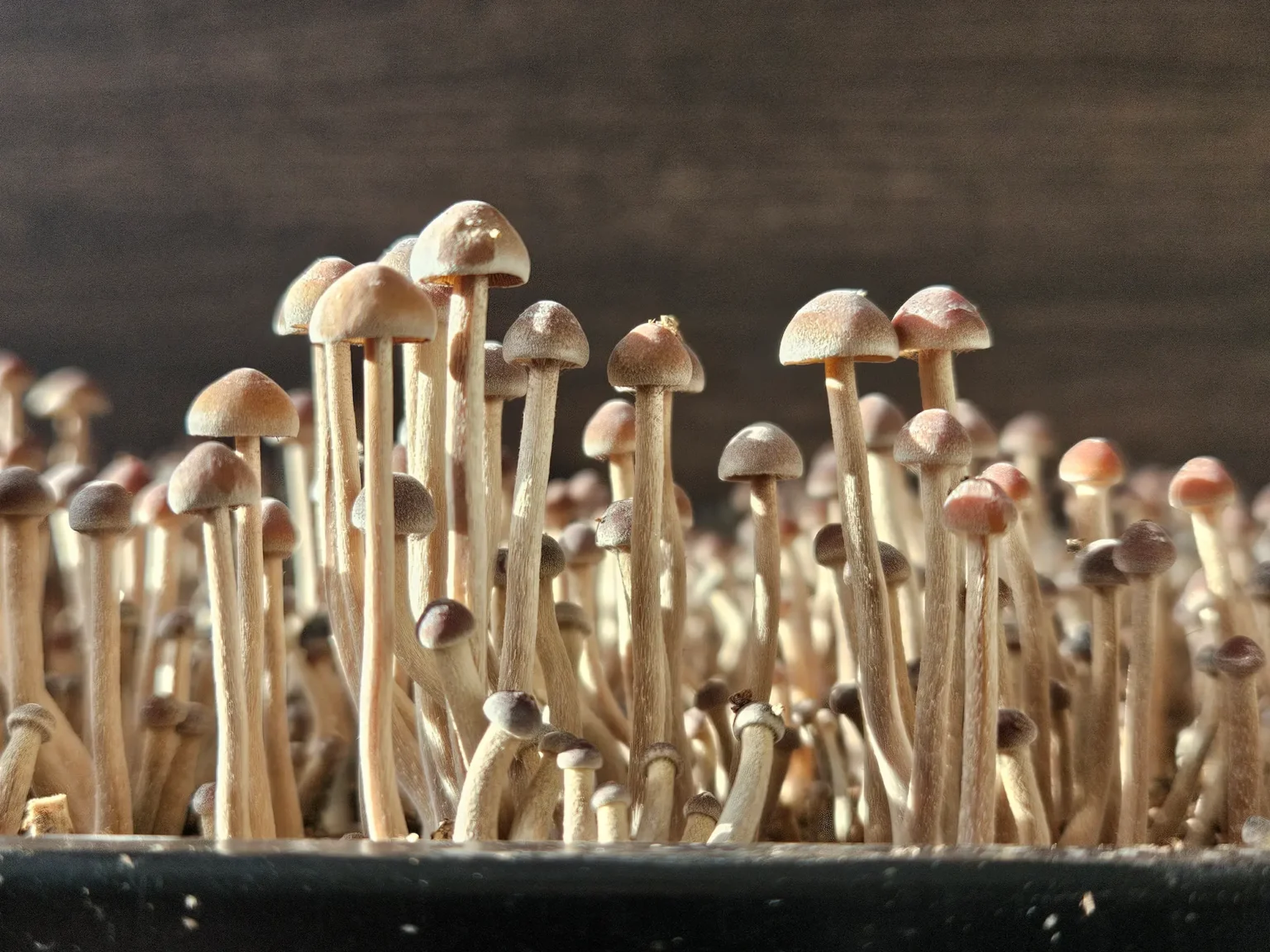 A cluster of small, thin Psilocybe Mexicana A mushrooms with long beige stems and round, brown caps grow densely together.