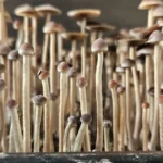 Close-up shot of a dense cluster of small, slender mushrooms with long stems and brownish caps growing closely together, creating a forest-like appearance. The image focuses on the intricate details of the Psilocybe Mexicana's textures and varying heights.