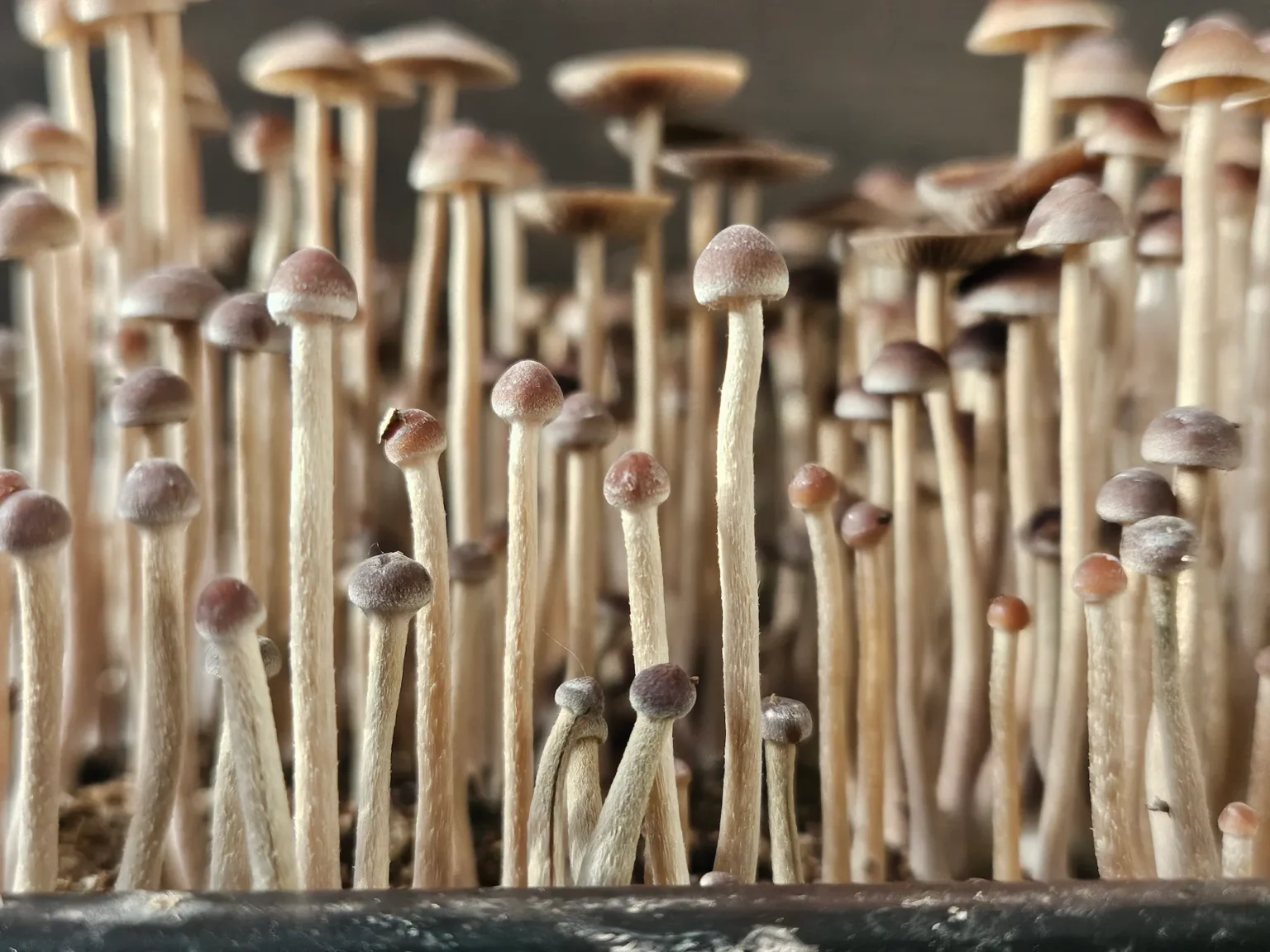 Close-up shot of a dense cluster of small, slender mushrooms with long stems and brownish caps growing closely together, creating a forest-like appearance. The image focuses on the intricate details of the Psilocybe Mexicana's textures and varying heights.