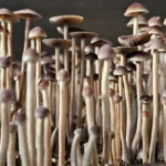 Close-up of a dense cluster of thin-stemmed Psilocybe Mexicana A with small, brown caps growing close together. The mushrooms vary slightly in size and are bathed in natural light, creating a serene woodland atmosphere.