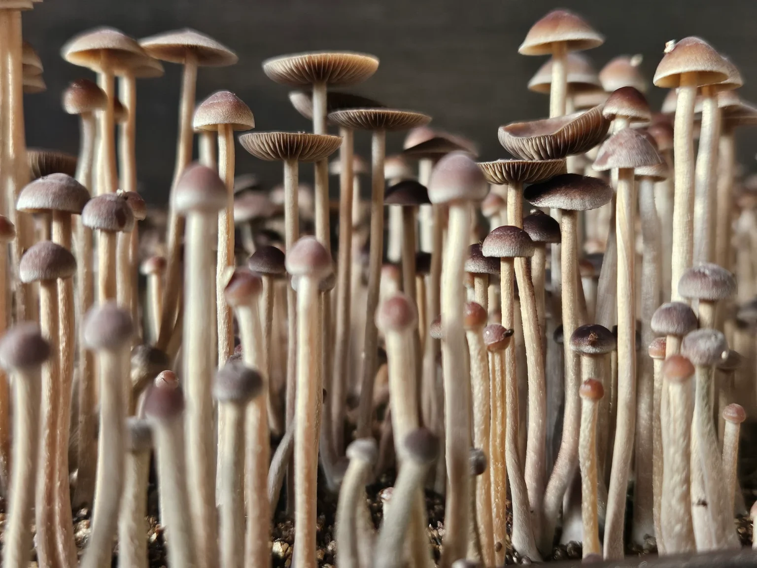 Close-up of a dense cluster of thin-stemmed Psilocybe Mexicana A with small, brown caps growing close together. The mushrooms vary slightly in size and are bathed in natural light, creating a serene woodland atmosphere.