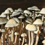 A close up shot of Panaeolus Cyanescens, NVTX. These slender mushrooms have long stems and light caps with varying shades of white, tan and brown.