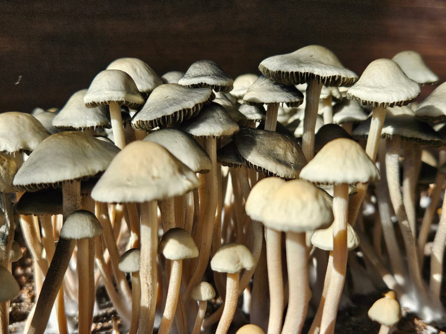 A close up shot of Panaeolus Cyanescens, NVTX. These slender mushrooms have long stems and light caps with varying shades of white, tan and brown.
