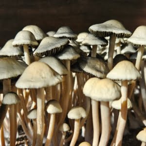 A close up shot of Panaeolus Cyanescens, NVTX. These slender mushrooms have long stems and light caps with varying shades of white, tan and brown.