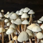 Close-up image of NVTX. The mushrooms have smooth, rounded caps and slender stems. The background is dark, making the pan cyans stand out prominently with their light color and intricate textures.