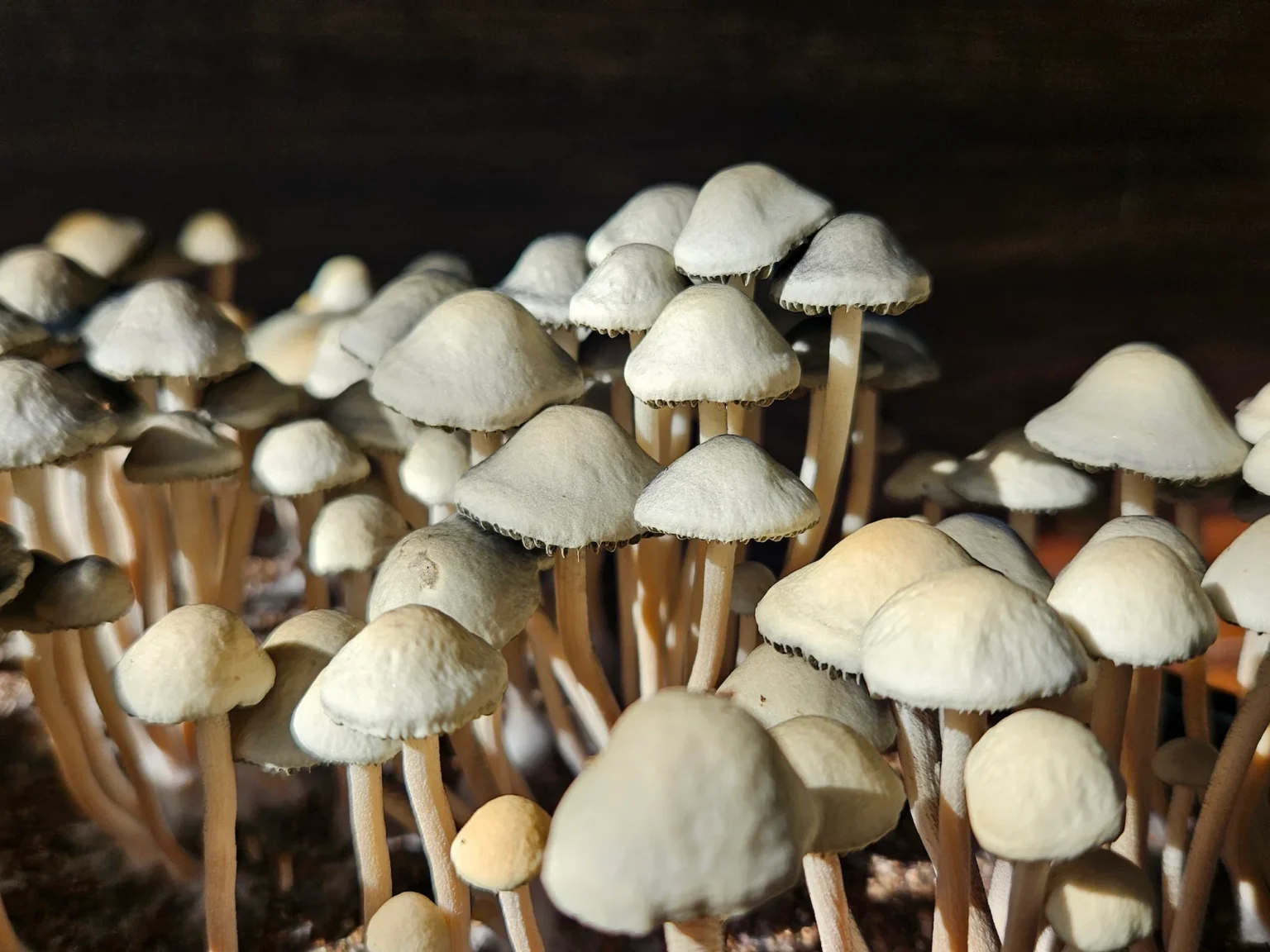 Close-up image of NVTX. The mushrooms have smooth, rounded caps and slender stems. The background is dark, making the pan cyans stand out prominently with their light color and intricate textures.