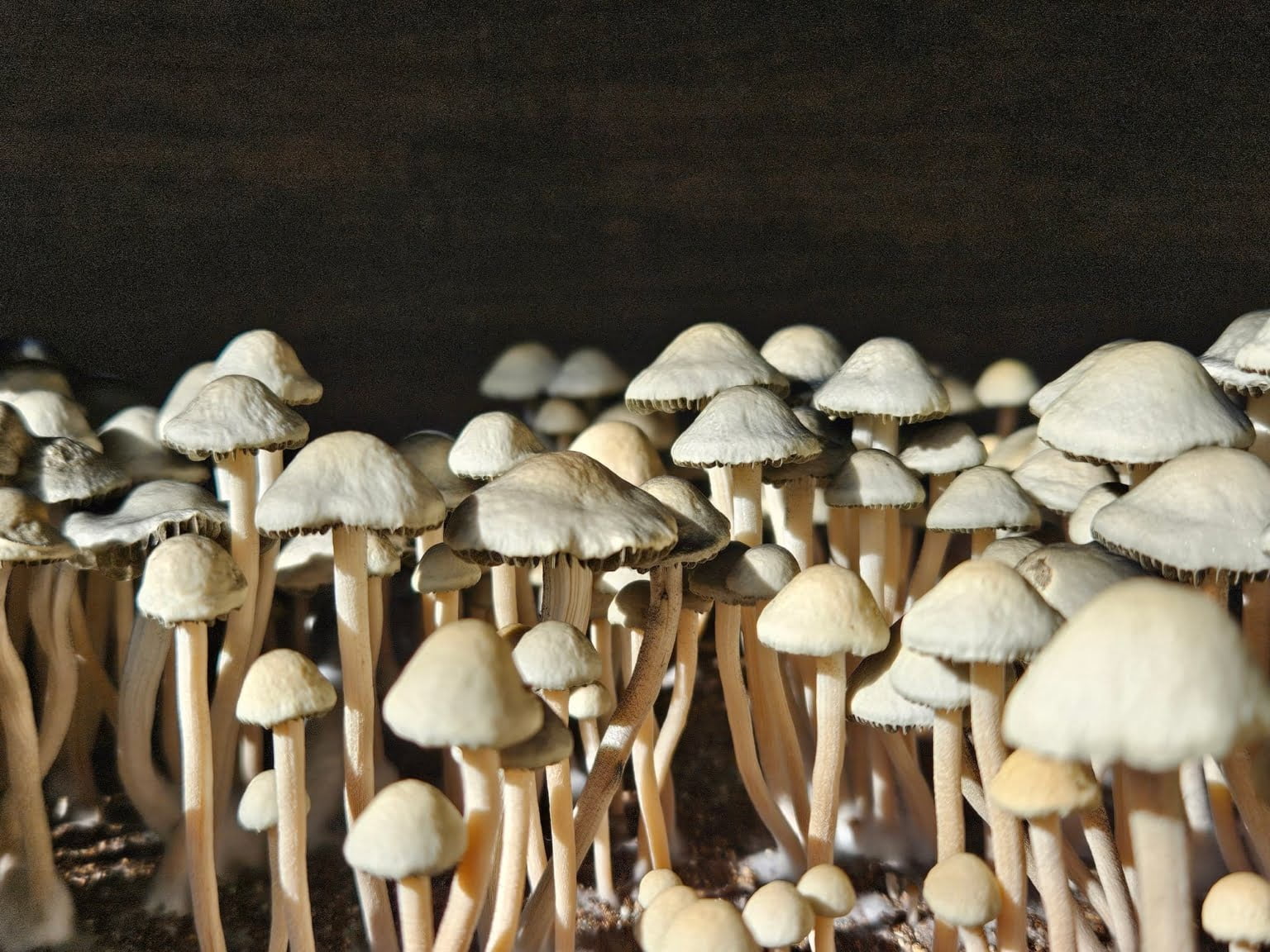 A close up picture of the Panaeolus Cyanescens mushrooms, NVTX. The image showcases a dense cluster of slender, light brown mushrooms against a dark wooden background which creates an aesthetically pleasing contrast.