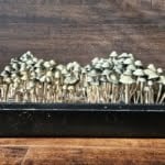 A black seedling tray showcasing a dense first flush of NVTX Panaeolus Cyanescens against a dark wooden background.