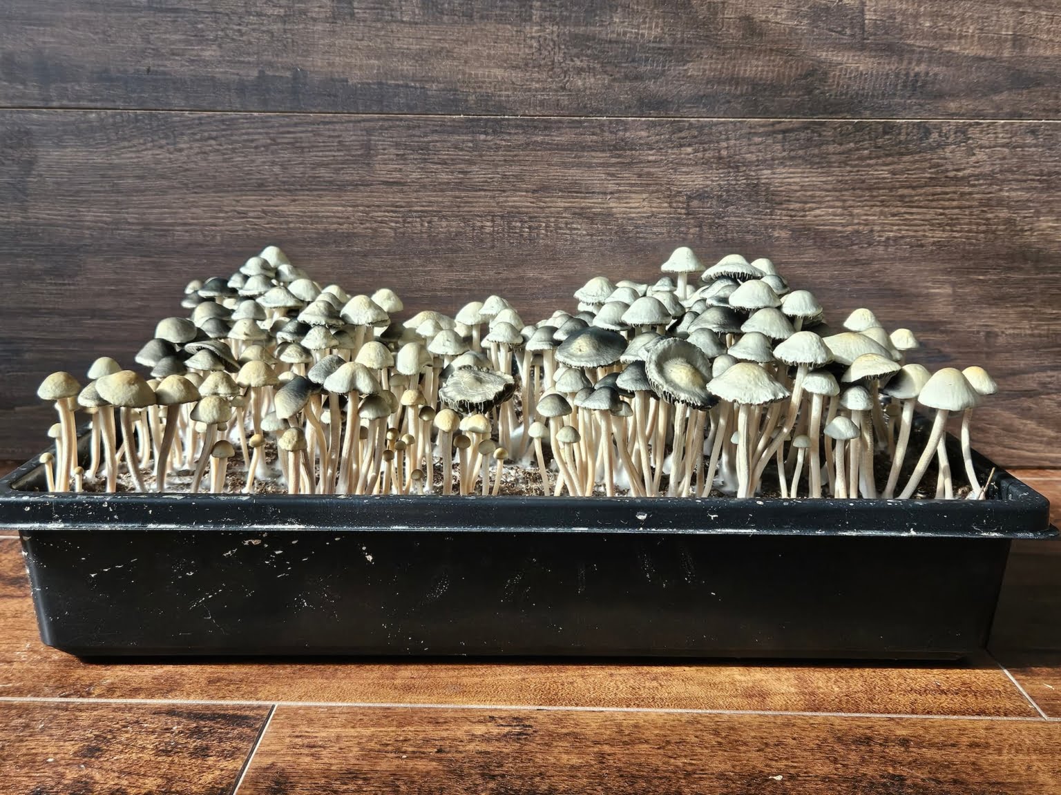 A black seedling tray showcasing a dense first flush of NVTX Panaeolus Cyanescens against a dark wooden background.