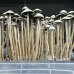 A dense cluster of tall, slender mushrooms with light caps and stems, likely Snake Gully Panaeolus Cyanescens, growing from a small plastic container filled with soil. The background is dark, highlighting the mushrooms' intricate details and the white, fuzzy mycelium at their base.