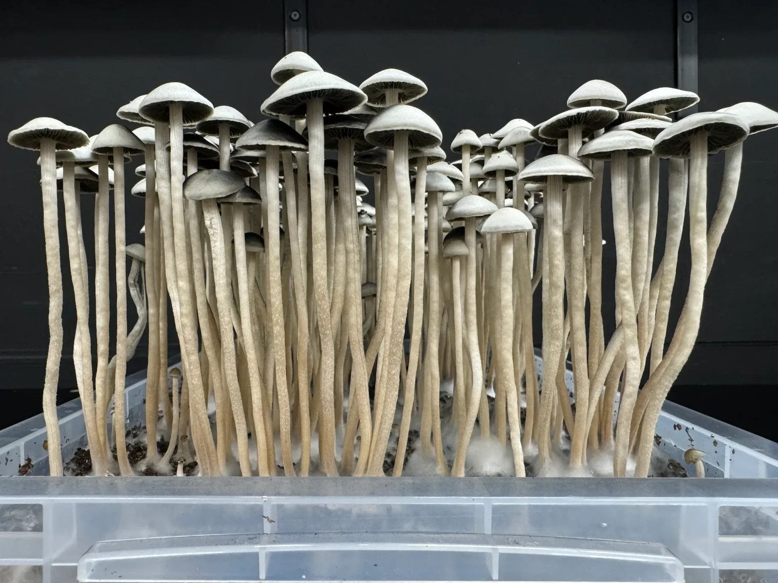 A dense cluster of tall, slender mushrooms with light caps and stems, likely Snake Gully Panaeolus Cyanescens, growing from a small plastic container filled with soil. The background is dark, highlighting the mushrooms' intricate details and the white, fuzzy mycelium at their base.