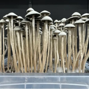 A dense cluster of tall, slender mushrooms with light caps and stems, likely Snake Gully Panaeolus Cyanescens, growing from a small plastic container filled with soil. The background is dark, highlighting the mushrooms' intricate details and the white, fuzzy mycelium at their base.