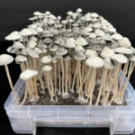 A dense cluster of long-stemmed mushrooms with small, umbrella-shaped caps grows in a transparent plastic container. The Snake Gully Panaeolus Cyanescens appear to be thriving on a dark substrate, with tall, slender stems reaching upwards and arranged closely together.