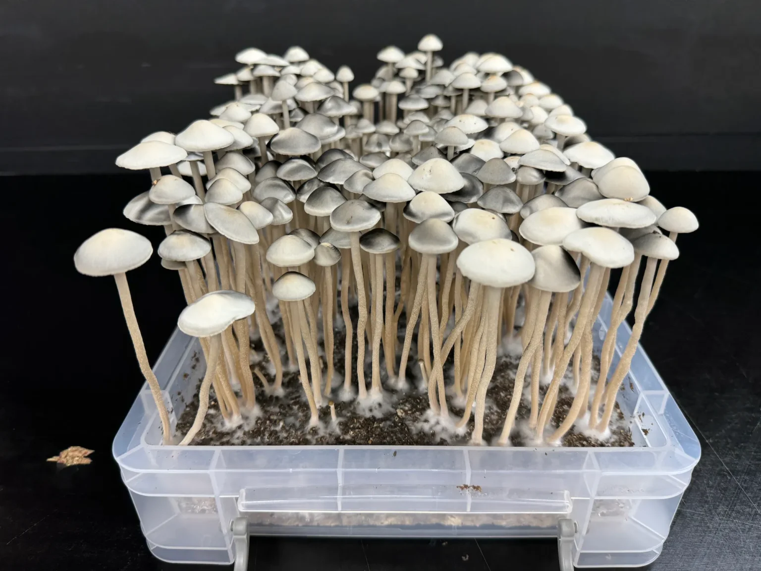 A dense cluster of long-stemmed mushrooms with small, umbrella-shaped caps grows in a transparent plastic container. The Snake Gully Panaeolus Cyanescens appear to be thriving on a dark substrate, with tall, slender stems reaching upwards and arranged closely together.