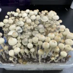 A large number of tan and white panaeolus cyanescens mushrooms are growing densely packed in a rectangular, transparent plastic container filled with soil. The mushrooms have long, slender stems and rounded caps. The container is placed on a dark surface.