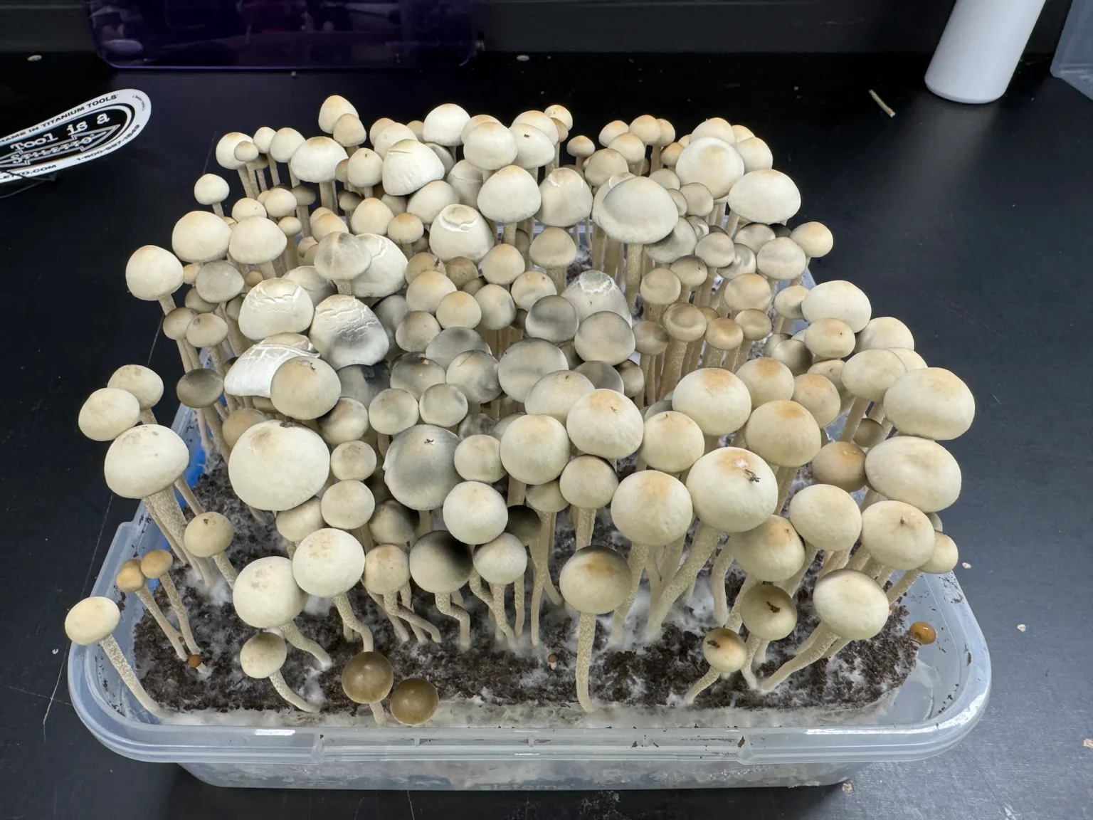 A large number of tan and white panaeolus cyanescens mushrooms are growing densely packed in a rectangular, transparent plastic container filled with soil. The mushrooms have long, slender stems and rounded caps. The container is placed on a dark surface.