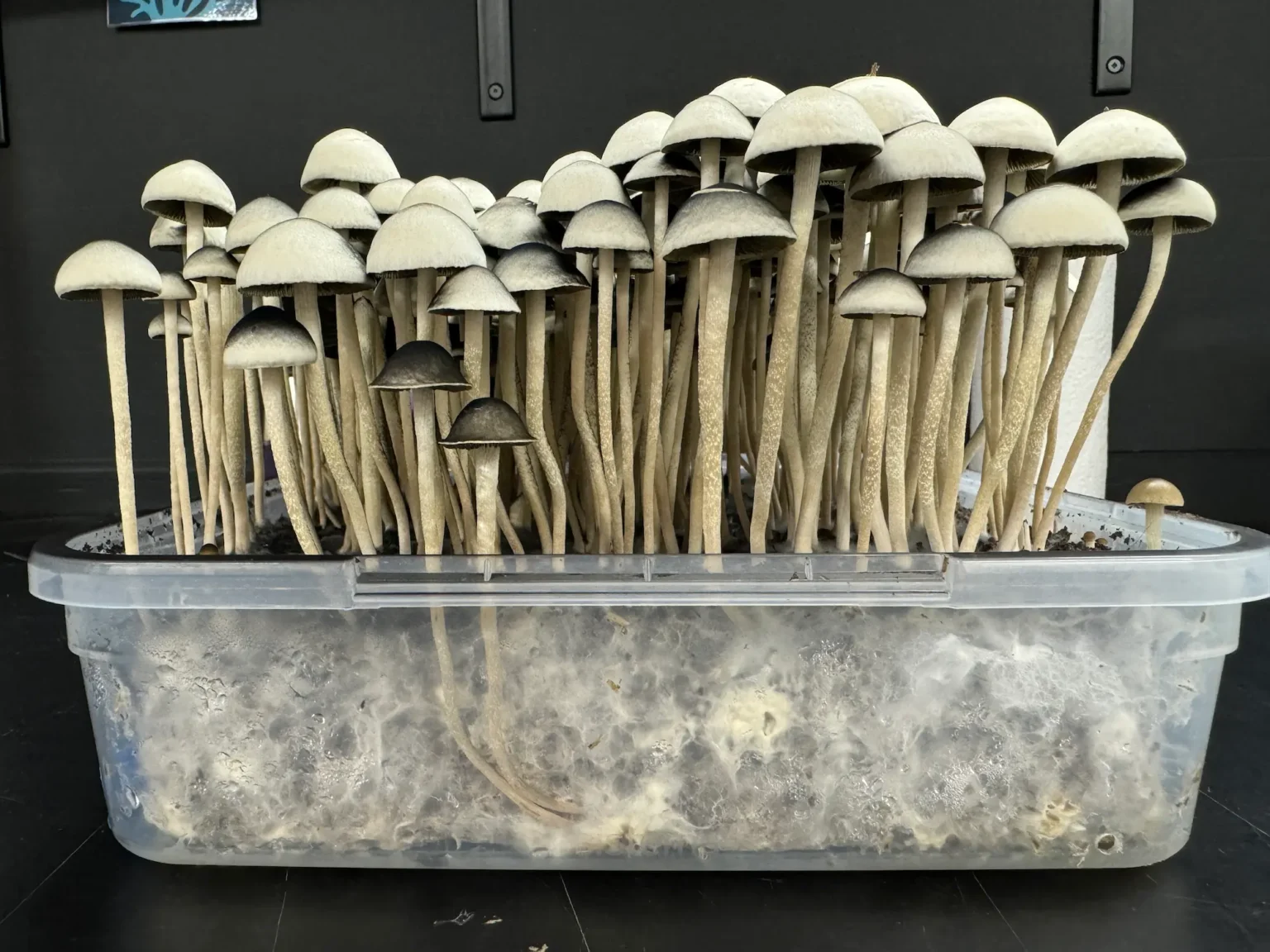 A clear plastic container holds a dense cluster of tall, slender mushrooms with beige caps. The container has visible white mold and dark substrate at the bottom, indicating an indoor cultivation of Wild Coast, Australia Panaeolus Cyanescens. The background features a dark wall.