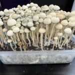 A clear plastic container on a black surface holds a dense cluster of beige and brown panaeolus cyanescens. The mushrooms vary in size and height, with some having more pronounced caps and others still small and rounded. The container is filled with a dark, earthy substrate.