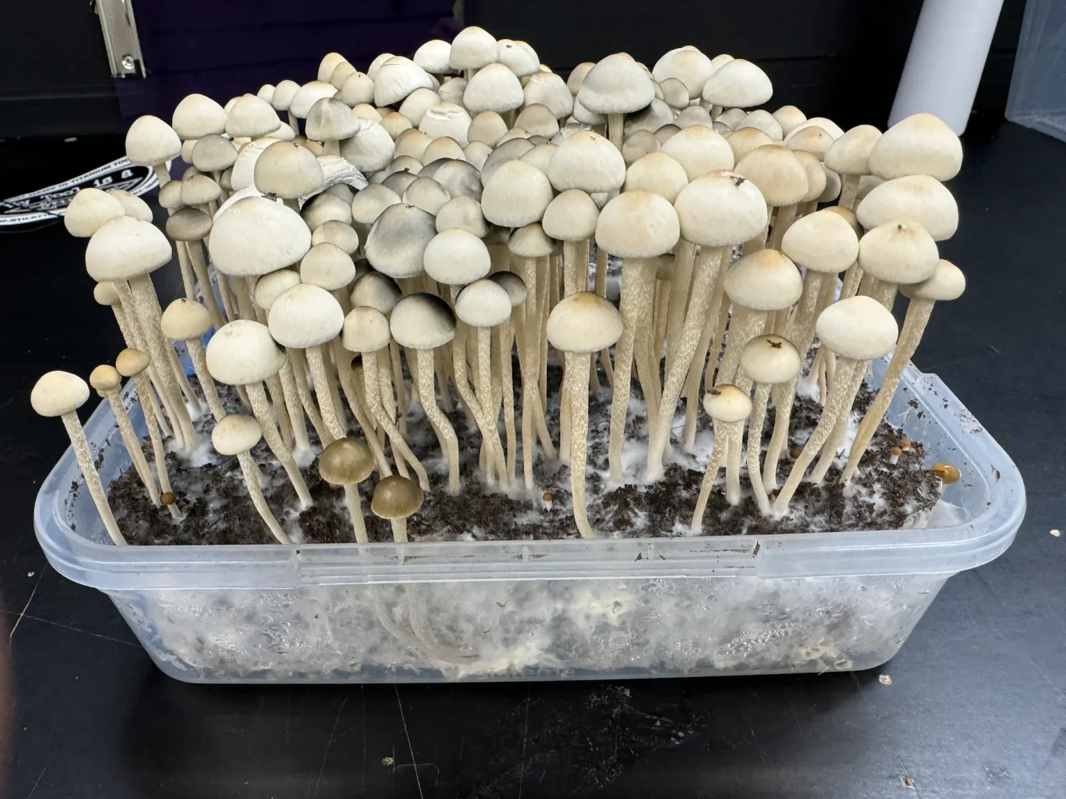 A clear plastic container on a black surface holds a dense cluster of beige and brown panaeolus cyanescens. The mushrooms vary in size and height, with some having more pronounced caps and others still small and rounded. The container is filled with a dark, earthy substrate.