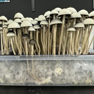 A clear plastic container holds a dense cluster of tall, slender mushrooms with beige caps. The container has visible white mold and dark substrate at the bottom, indicating an indoor cultivation of Wild Coast, Australia Panaeolus Cyanescens. The background features a dark wall.