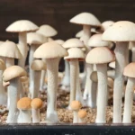 A cluster of young, panaeolus cyanescens, with white stems and light beige caps are growing from a sandy substrate. The mushrooms vary in size, with the tallest ones standing at the back and smaller ones in front. The background is out of focus and dark.