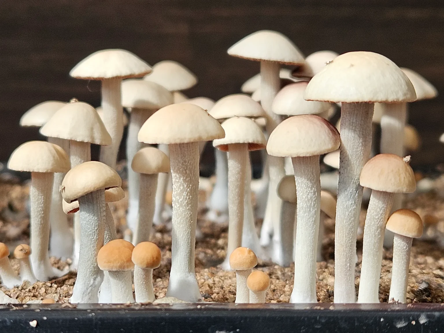 A cluster of young, panaeolus cyanescens, with white stems and light beige caps are growing from a sandy substrate. The mushrooms vary in size, with the tallest ones standing at the back and smaller ones in front. The background is out of focus and dark.