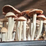 A cluster of Blue Springs Red Spore panaeolus cyanescens with cream-colored stems and reddish-brown caps grows closely together in soil. The gills under the caps are visible, showing a rich brown color. Illuminated by light, these mushrooms reveal their intricate textures.