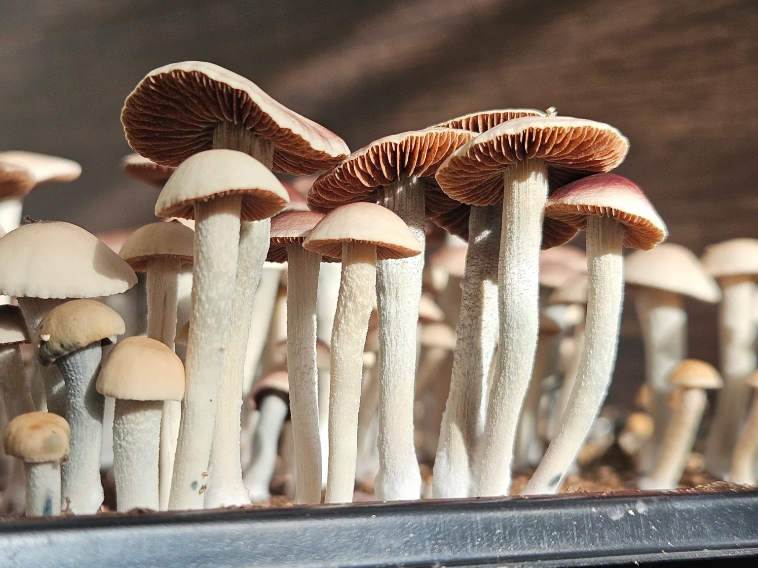 A cluster of Blue Springs Red Spore panaeolus cyanescens with cream-colored stems and reddish-brown caps grows closely together in soil. The gills under the caps are visible, showing a rich brown color. Illuminated by light, these mushrooms reveal their intricate textures.