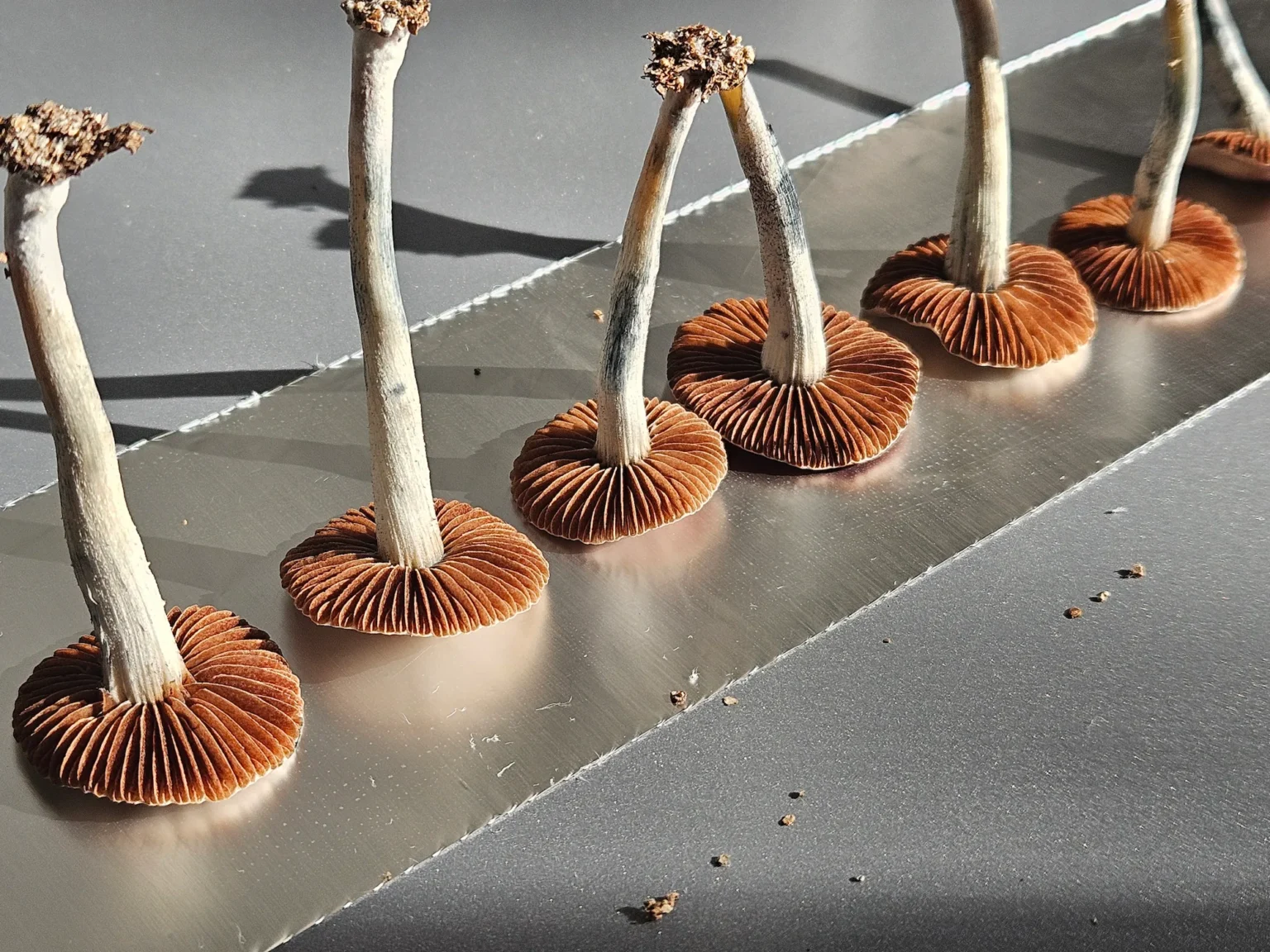 Close-up of several Blue Springs Red Spore panaeolus cyanescens showcasing their deep red gills. A few small debris pieces are scattered around, hinting at their natural habitat.