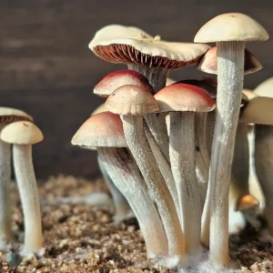 A cluster of small, pale mushrooms with thin stems and rounded caps, some showing the distinctive reddish tint of Blue Springs Red Spore, growing in sandy soil. The background is blurred, focusing attention on the group of mushrooms in various stages of growth.