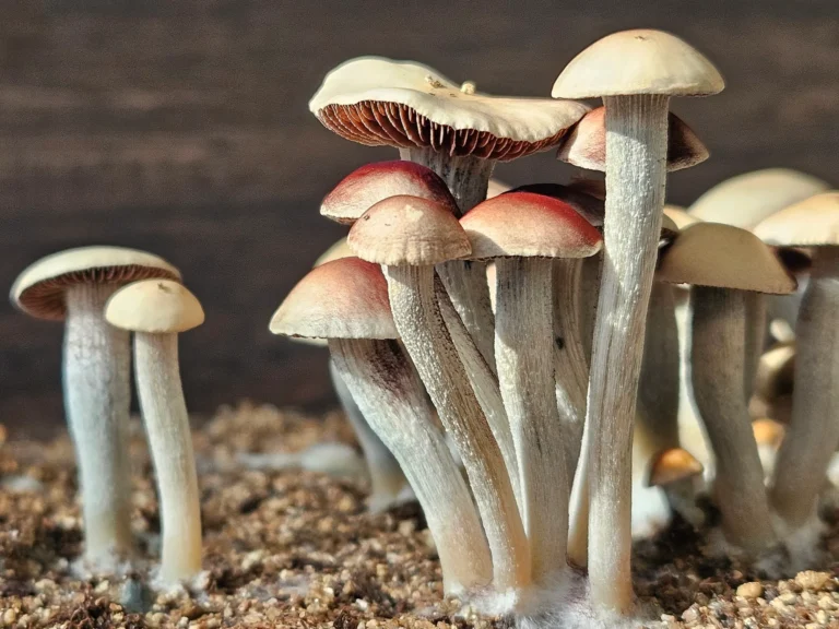 A cluster of small, pale mushrooms with thin stems and rounded caps, some showing the distinctive reddish tint of Blue Springs Red Spore, growing in sandy soil. The background is blurred, focusing attention on the group of mushrooms in various stages of growth.