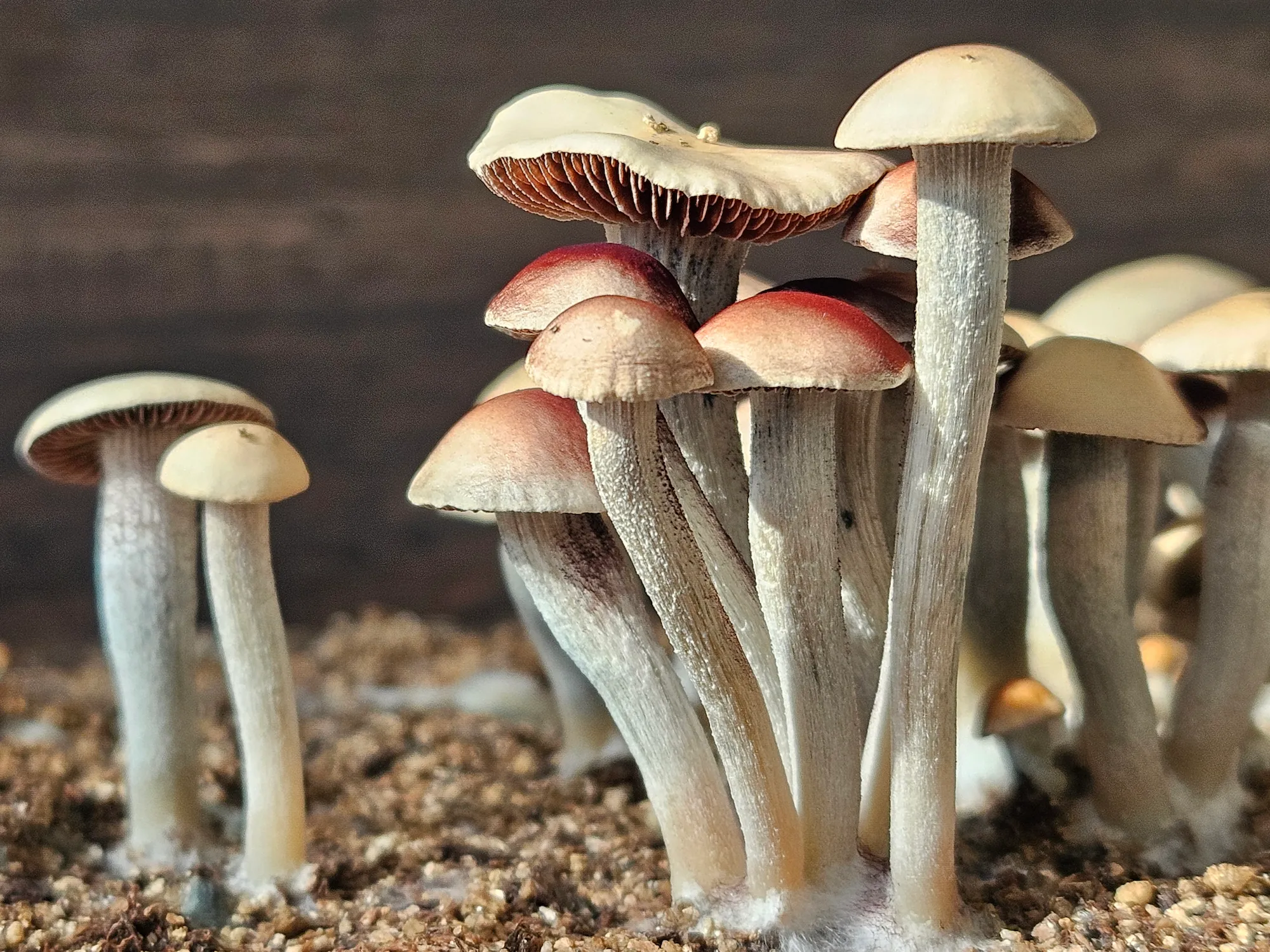 A cluster of small, pale mushrooms with thin stems and rounded caps, some showing the distinctive reddish tint of Blue Springs Red Spore, growing in sandy soil. The background is blurred, focusing attention on the group of mushrooms in various stages of growth.