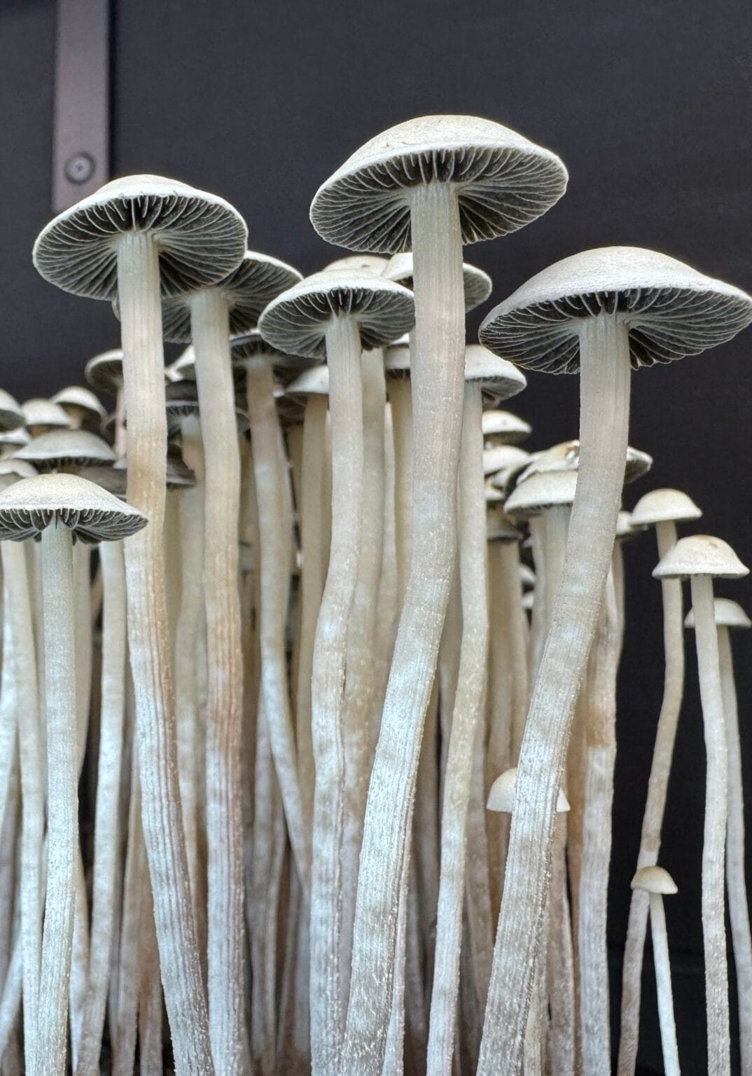 Tall, thin Panaeolus cyanescens mushrooms with white stems and light gray caps stand closely together against a dark background creating a striking contrast.