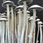 Tall, thin Panaeolus cyanescens mushrooms with white stems and light gray caps stand closely together against a dark background creating a striking contrast.