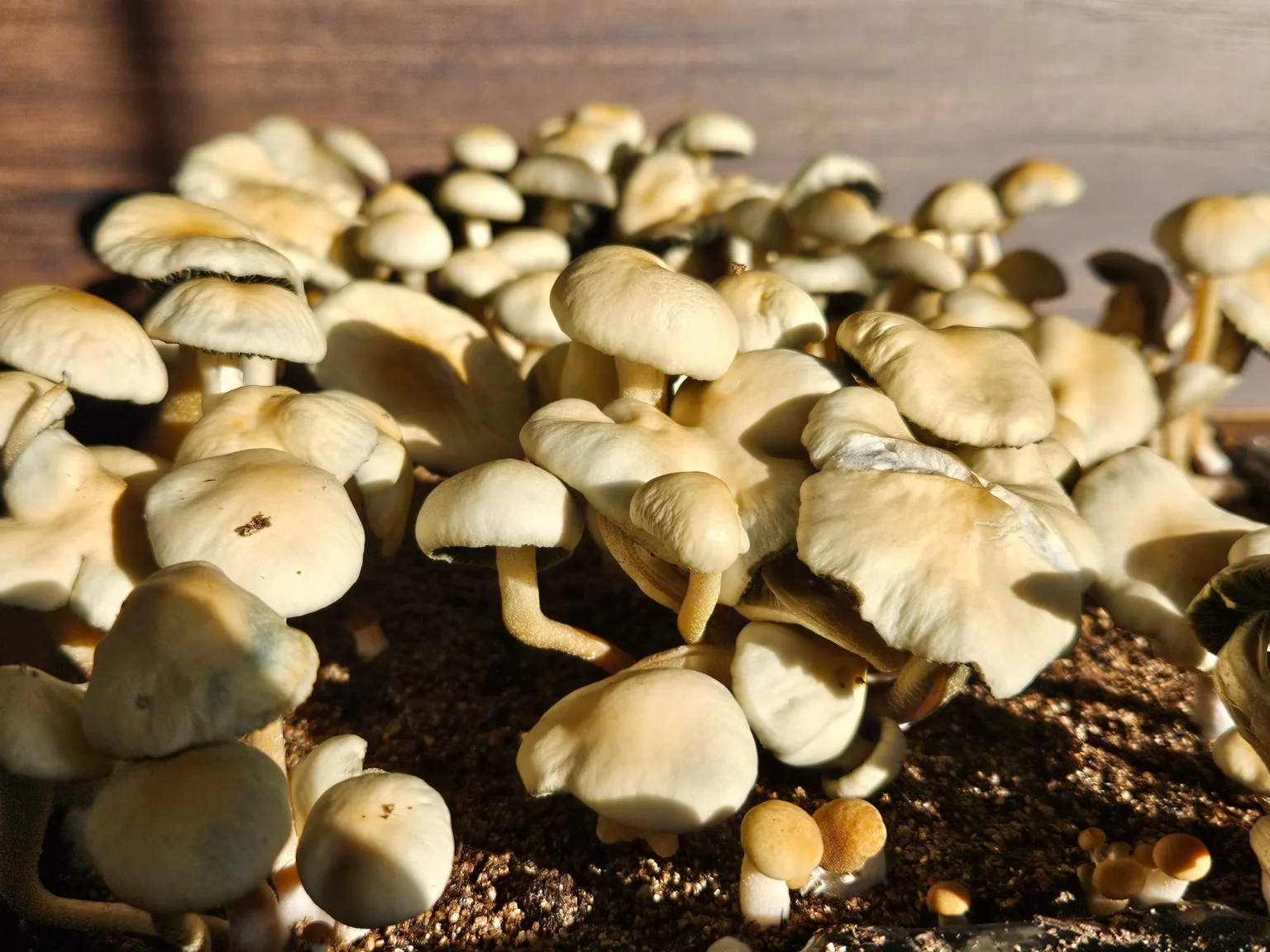 A cluster of small, beige Estero Panaeolus cyanescens mushrooms with round caps grows closely together on a bed of soil. The sunlight highlights their smooth texture, casting soft shadows on their surroundings.