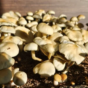 A cluster of small, beige Estero Panaeolus cyanescens mushrooms with round caps grows closely together on a bed of soil. The sunlight highlights their smooth texture, casting soft shadows on their surroundings.
