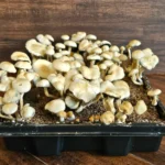 A black tray holds clusters of small, cream-colored mushrooms, Panaeolus Cyanescens Estero, thriving in dark soil. The earthy display is set against a wooden background typical of FL's rustic charm.