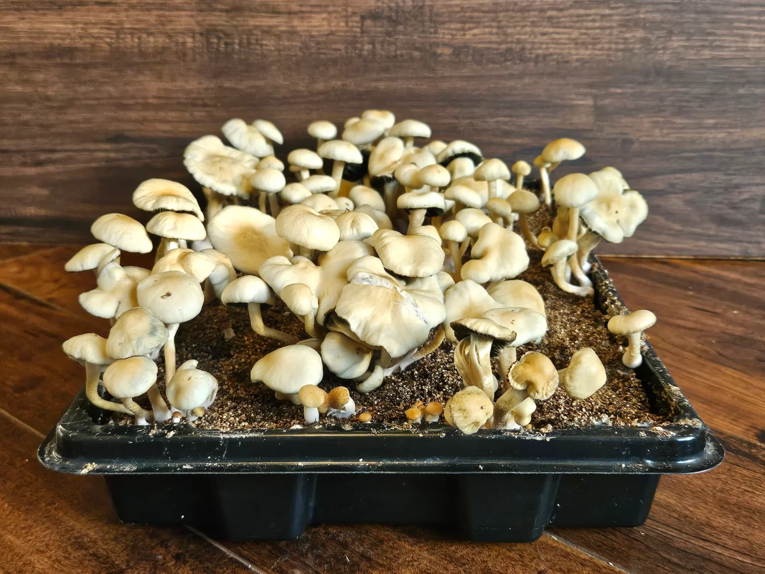 A black tray holds clusters of small, cream-colored mushrooms, Panaeolus Cyanescens Estero, thriving in dark soil. The earthy display is set against a wooden background typical of FL's rustic charm.