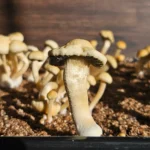 A cluster of Panaeolus Cyanescens, led by a prominent mushroom in the foreground, grows from the soil. These light brown fungi with rounded caps bask in the sunlight against a dark background, creating a stunning natural display.