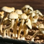 A cluster of pale Panaeolus Cyanescens Estero mushrooms sprouts from the soil. Their slender, slightly curved stems and rounded caps catch the sunlight, giving a warm glow reminiscent of it's homeland in Florida.