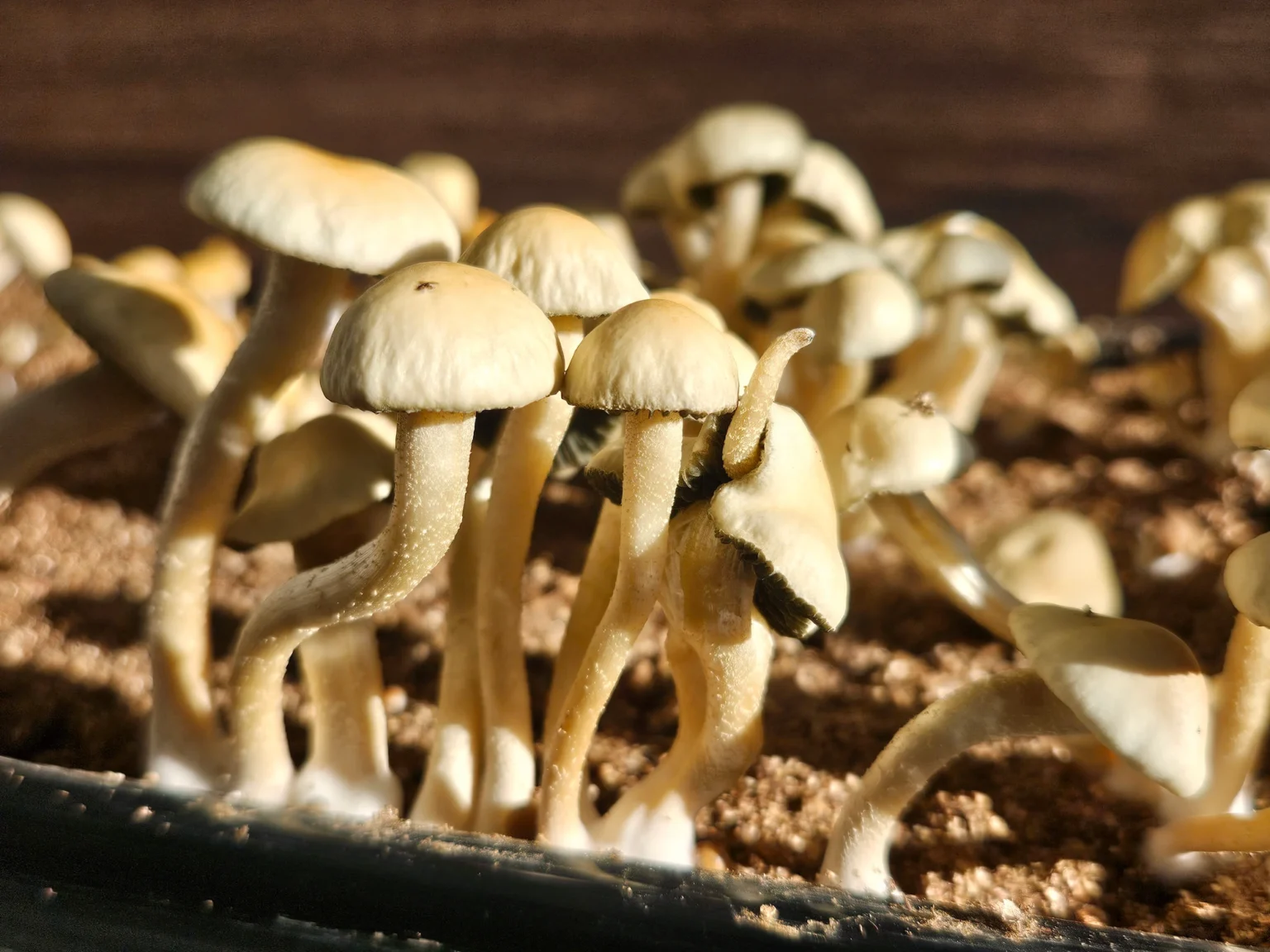 A cluster of pale Panaeolus Cyanescens Estero mushrooms sprouts from the soil. Their slender, slightly curved stems and rounded caps catch the sunlight, giving a warm glow reminiscent of it's homeland in Florida.